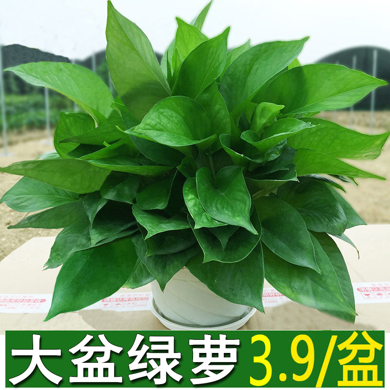 室内盆栽植物吊兰