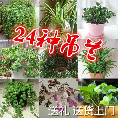 室内盆栽植物吊兰