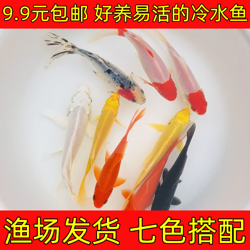 锦鲤鱼苗饲料