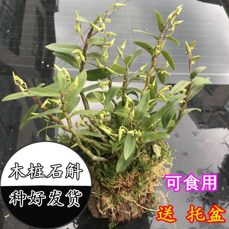 霍山石斛兰盆栽带花