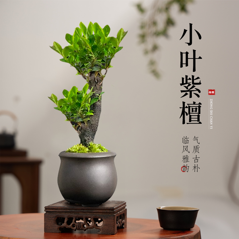 盆栽花卉绿植