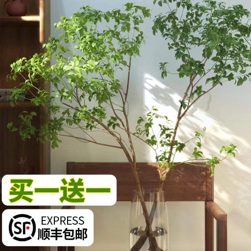 客厅绿植水培