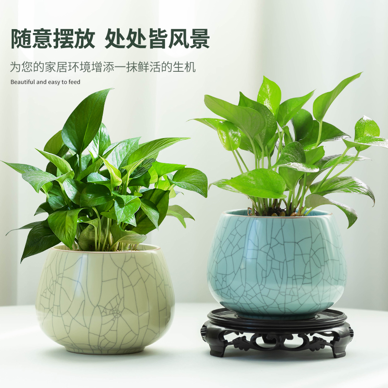 家用客厅绿植水培