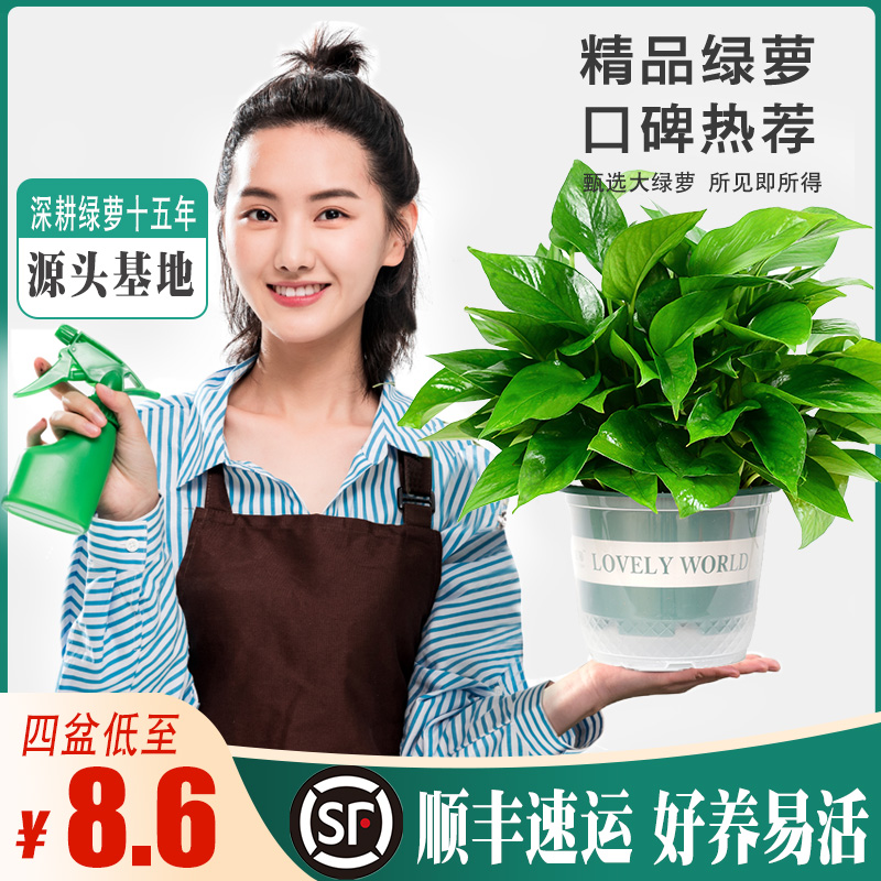 家用客厅绿植水培