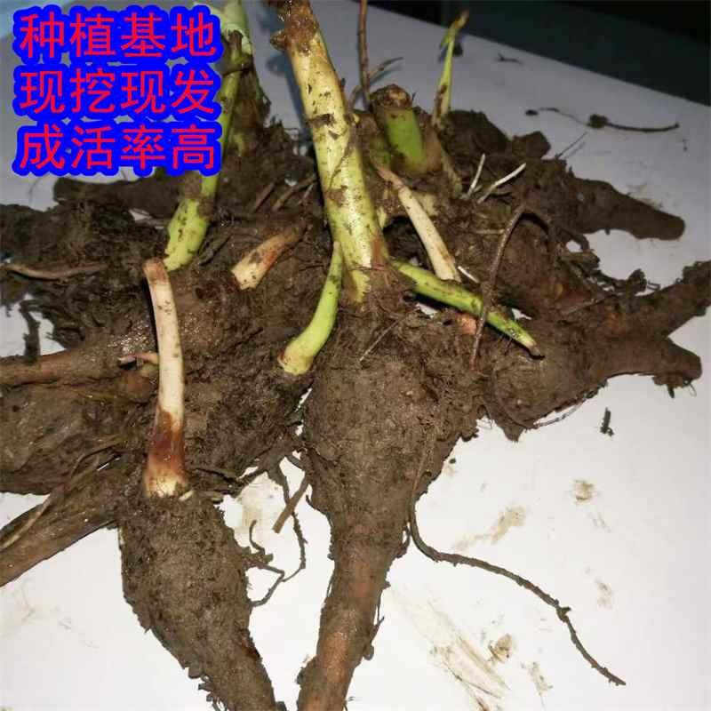 荔浦芋头苗