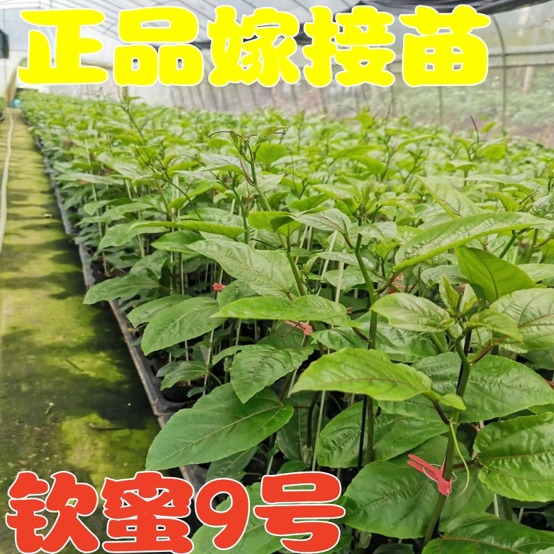 广西百香果黄金钦蜜9号苗