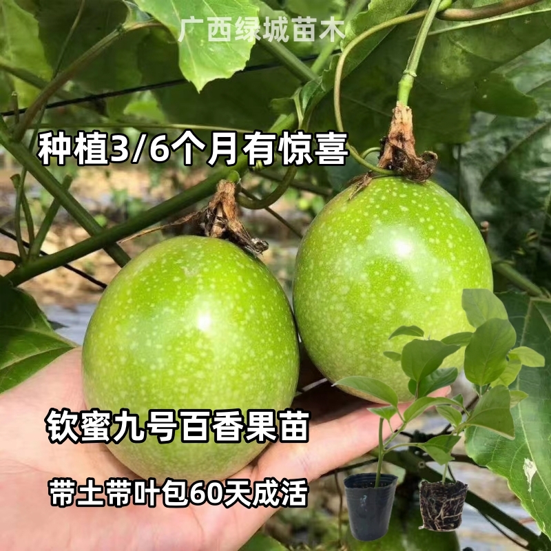 广西百香果黄金钦蜜9号苗