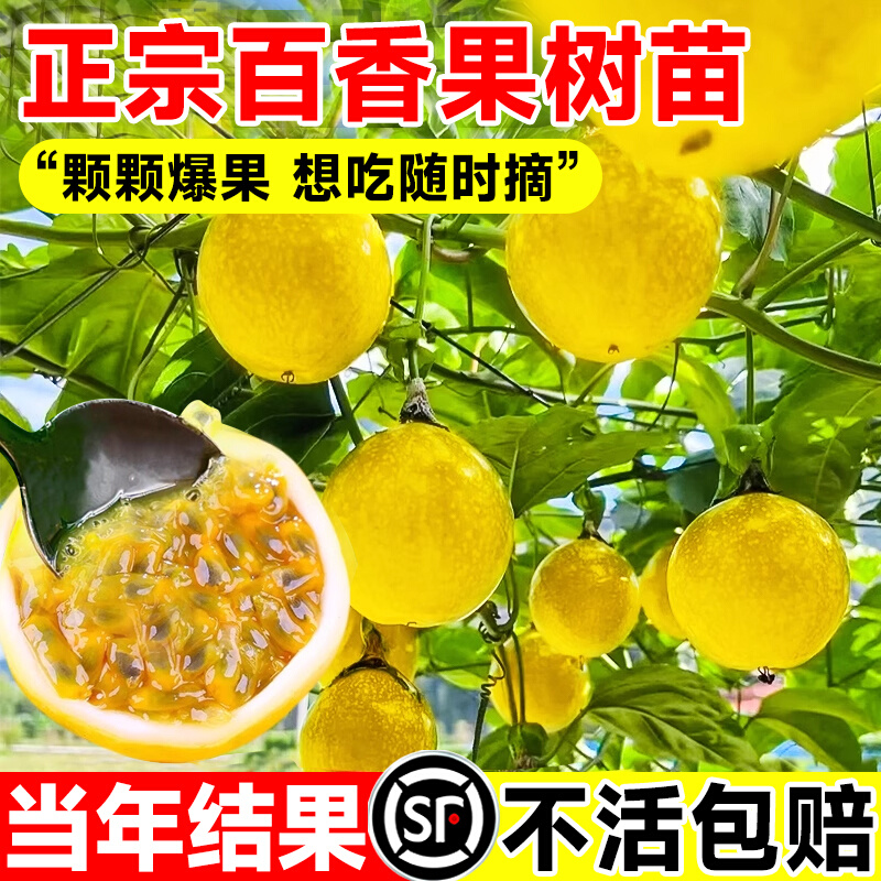 广西百香果黄金钦蜜9号苗