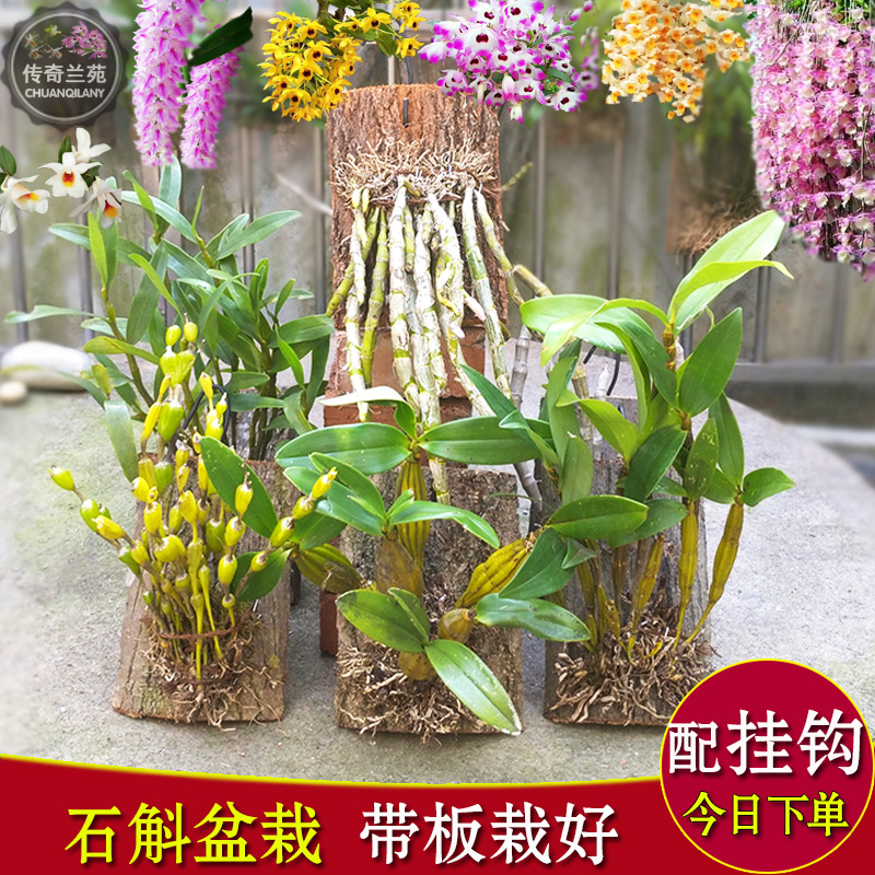 铁皮石斛兰盆栽带花