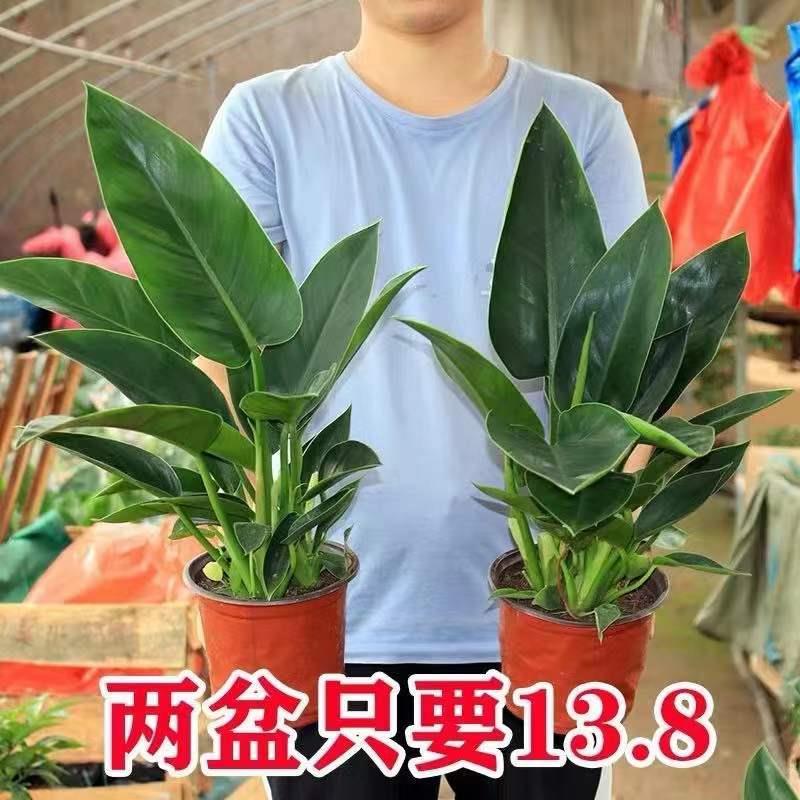 盆栽室内植物绿植