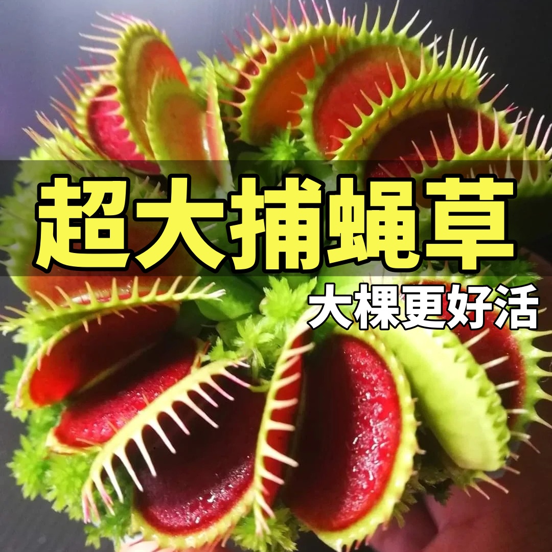 盆栽室内植物绿植