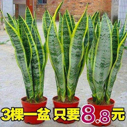 盆栽室内植物绿植