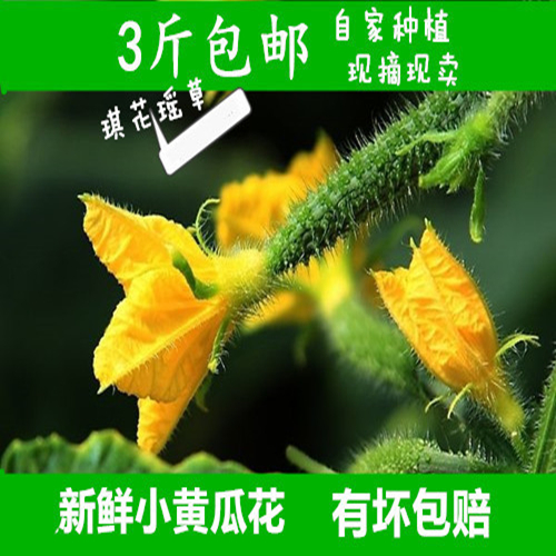 新鲜黄瓜花