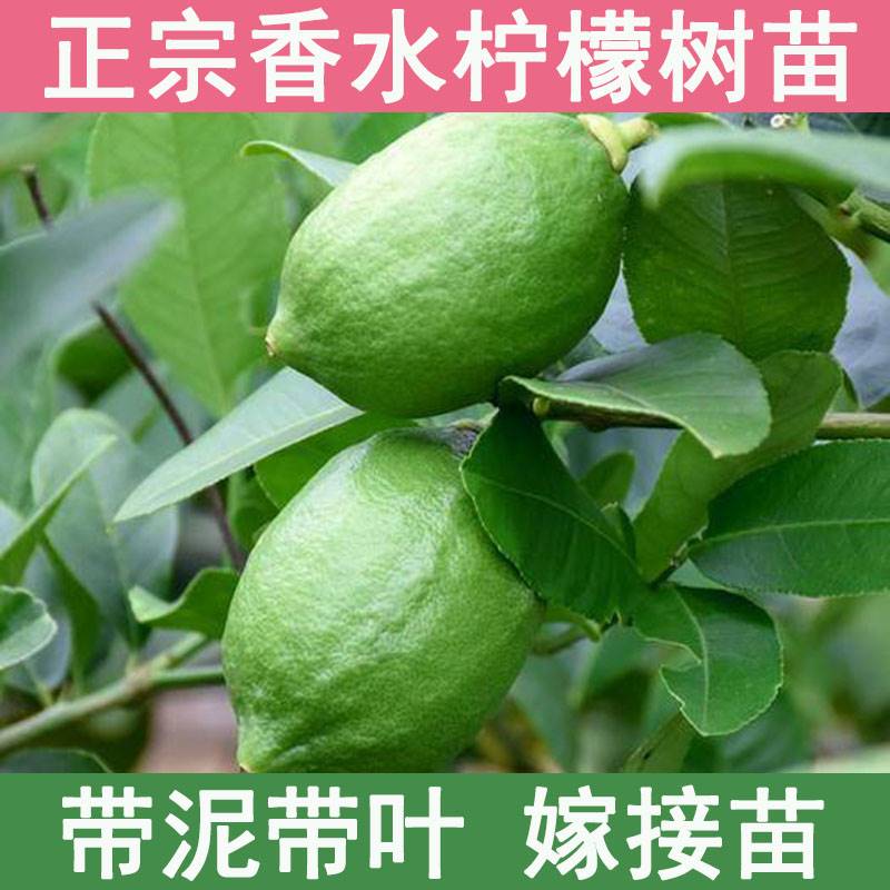 香水柠檬树苗带果