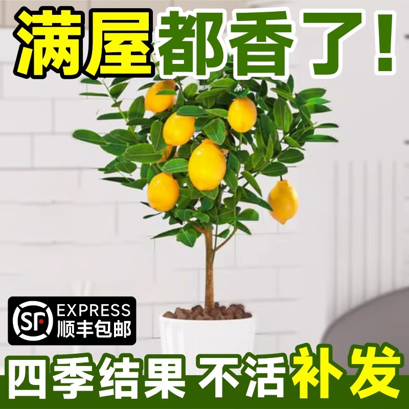 四季香水柠檬树苗