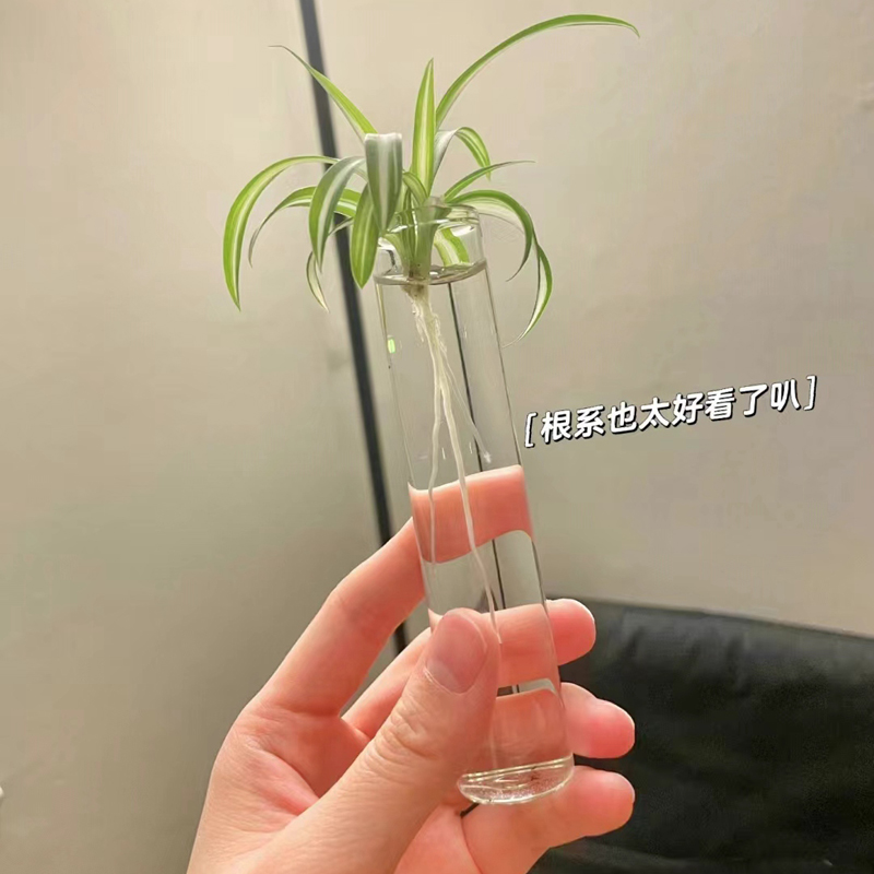 小花瓶水培绿植