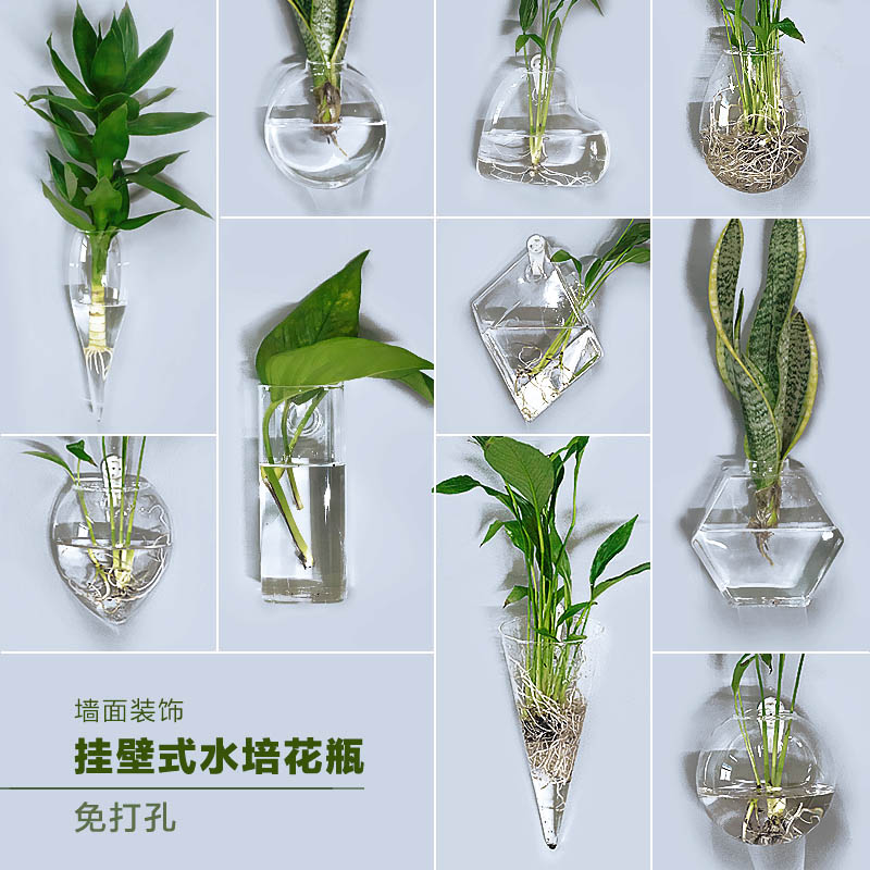 水培植物小花瓶