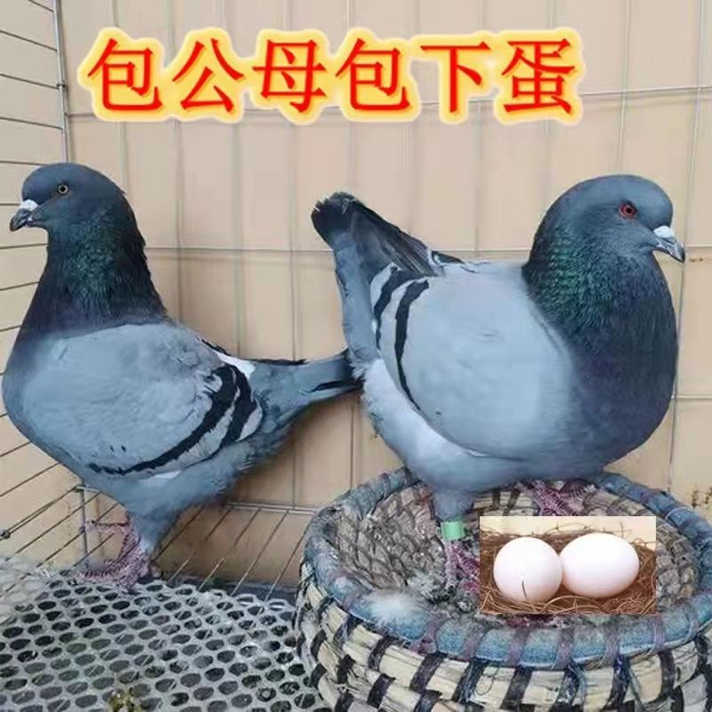 宠物活物鸟