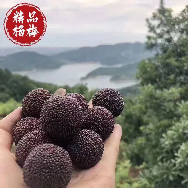 新鲜杨梅现摘现发