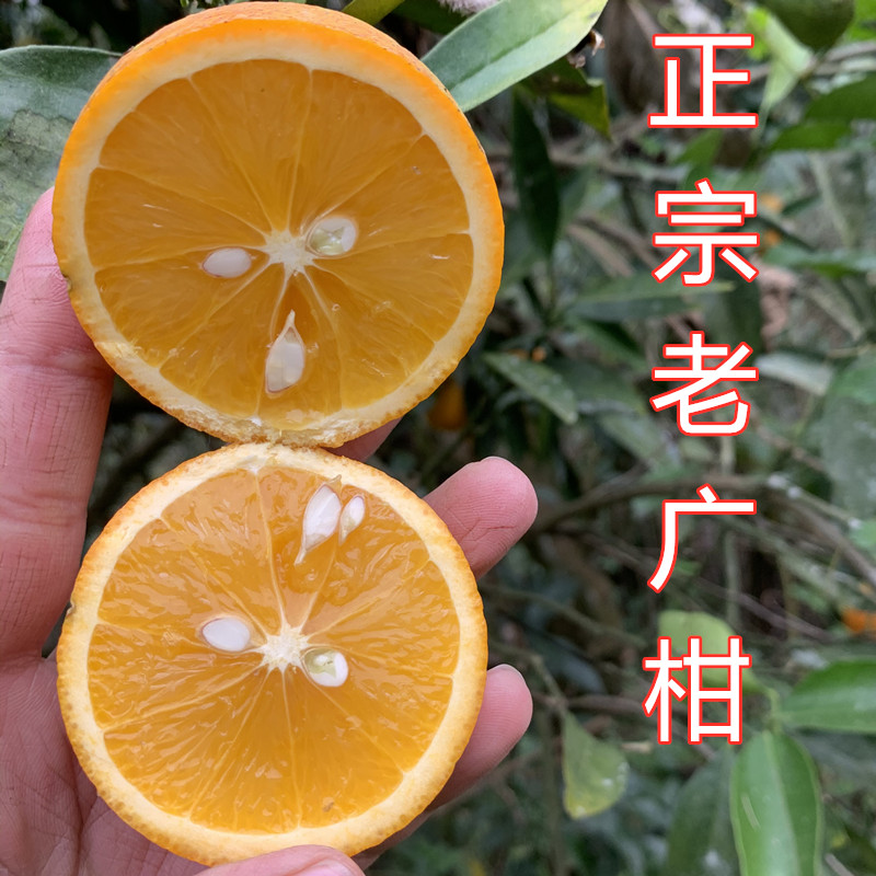 橙子新鲜5斤