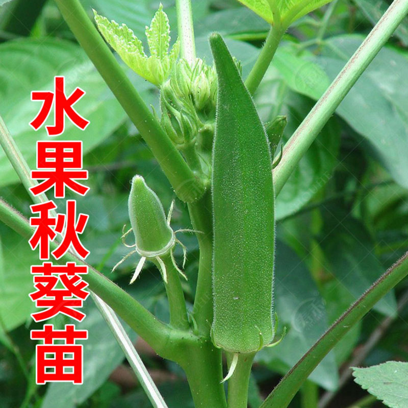 蔬菜苗盆栽