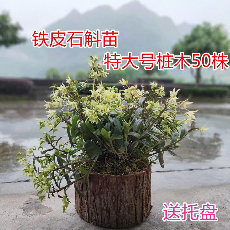 铁皮石斛苗盆栽