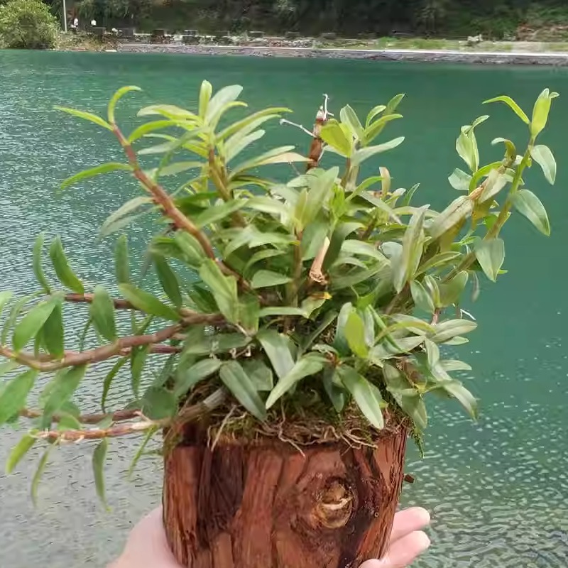 铁皮石斛种植苗