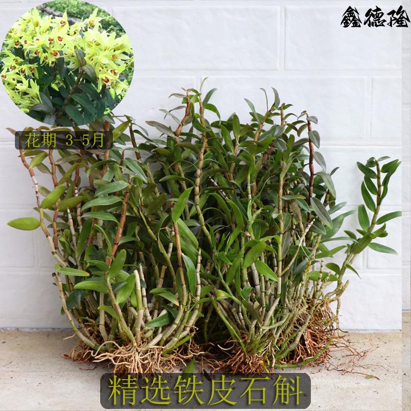 铁皮石斛种植苗