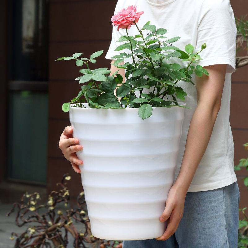 花瓶陶瓷种花盆