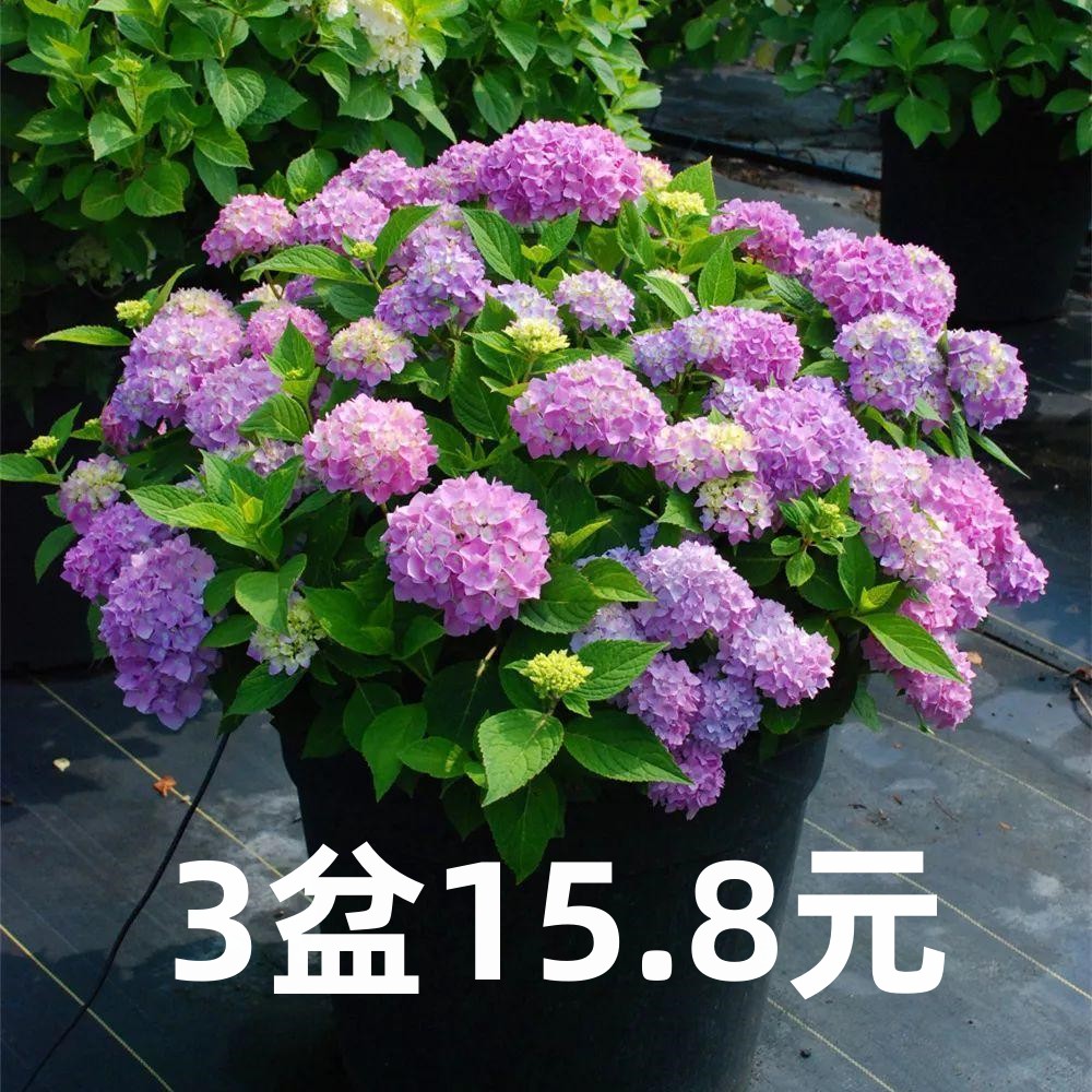 花卉植物室内花好养活四季