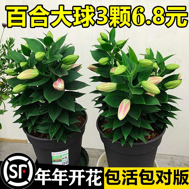 花卉植物室内花好养活四季开花