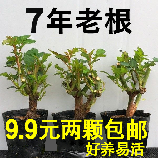 玫瑰花苗盆栽