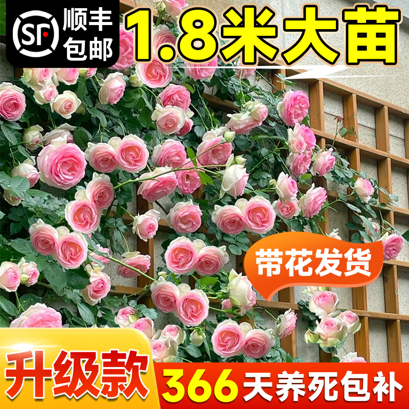 苗玫瑰花苗